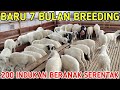 PANEN CEMPE DORPER BREEDING BARU 7 BULAN 200 INDUKAN BERANAK SERENTAK