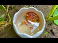 catch colorful puffer fish in tiny pond turtles flowerhorn fish axolotls pingpong pearl fish