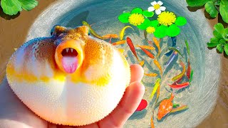 Catch Colorful Puffer Fish In Tiny Pond, Turtles, Flowerhorn Fish, Axolotls, Pingpong Pearl Fish