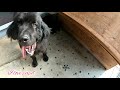 超大型犬 ニューファンドランド グレートデン パピー 渡辺ボス newfoundlanddog great dane 초대형 개