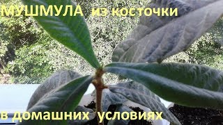 Мушмула 2й год,пересадка