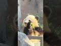 【ジャイアントパンダ】室内から外のシャオ君を見る　 シャオシャオ 上野動物園　 panda shorts