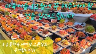 12월 다육이 한테 꼭해줘야할 것들 모조리 알려드립니다. 다육매장 드디어 이사끝 새매장 오픈날까지 알려드려요😍 SucculentGarde, 다육이, Succulents,