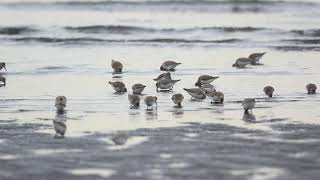 ♪鳥くん野鳥動画（千葉県船橋市三番瀬）ハマシギ群れ採食中Dunlin20210315 6Z3A7631