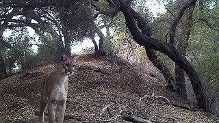 Mountain Lion huntress prowling in the daytime!