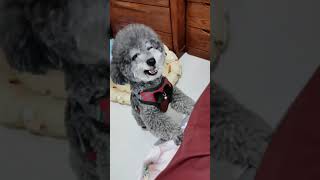 🐶🐈Dog Superb Funny video! 😅😍 Pomeranian And Mini Bull Dogs Funny and Cute   Cutest Animals #D57