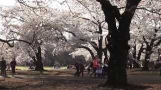 Cherry Blossoms Around Tokyo: Shinjuku, Meguro, Ueno and Odaiba