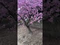 3月11日の福田公園の河津桜【倉敷市議会議員】