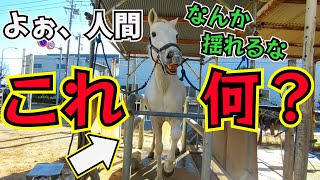 新しい仲間馬が馬用マッサージ機に初挑戦！！特徴が白くてヤンチャで変顔が得意。更に個性的な一面を持つ10代の芦毛馬が心も身体も癒されたようです。【ツルマルボーイ様のシモベ】