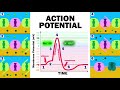 THE ACTION POTENTIAL