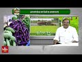 రబీ సీజన్ లో కూరగాయల సాగు.. rabi season hmtv agri