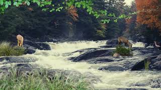 Tranquil Deer by the Creek | Relaxing Nature Sounds & Gentle Ambience