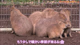 カピバラ （ダチョウ王国 石岡ファーム篇）手荒い歓迎も嬉し？