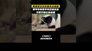 Pt2/3 熊猫爱宝找对象有多挑剔，姜爷爷和宋爷爷改造乐宝，手把手教它谈恋爱 #大熊猫#国宝大熊猫#熊猫福宝#熊猫爱宝 #shorts