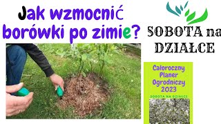 Jak wzmocnić słabe borówki? 🫐🫐🫐