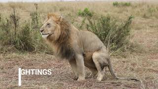 On safari with Felix: Lion pooping