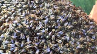 Hive 2 inspection -  Buckfast Bees -  4 weeks since introduction