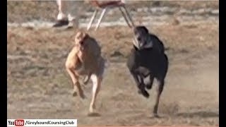 Best dogs racing 2018 | Greyhound racing in Punjab