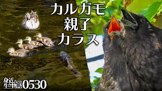 0530【カルガモ親子】雛鳥にカラスが餌やり。猛禽類タカ科ツミ。ムクドリひな巣立ち、カルガモ親子31日目、ハシボソガラス親子　鶴見川流域でコンデジ野鳥撮影 #身近な生き物語　#カルガモ親子　#カラス