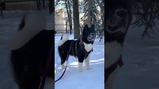 Border collie vs Belgian malinois vs German shepherd vs American Akita vs boerboel