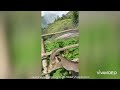 munnar eravikulam national park part13