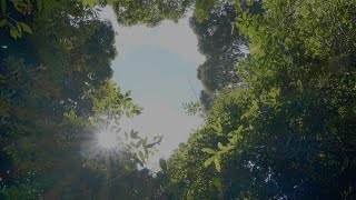 CGTN Nature: Jianfengling Series | Episode 3: Treefall Gap