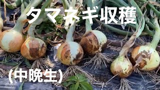 田舎暮らしの日常　タマネギ(中晩生)を収穫しました　飛騨の山奥での生活