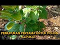 PROSES PEMUPUKAN POHON ALPUKAT AGAR CEPAT BESAR