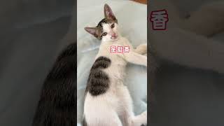 面对这古灵精怪的猫仔们 小姥姥必须拿出妙招一一应对 #狸花猫 #哄睡 #除螨