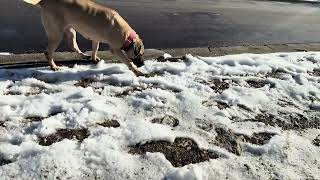 120 pound Presa Canario plays in Atlanta Georgia Snow #presacanario #presa #dog #puppy