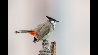 Red Whiskered Bulbul Sings 紅耳鵯唱