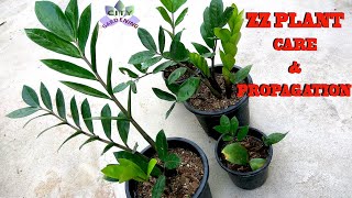 All that you wanted to know about Zamioculcas Zamiifolia. ZZ plant care and propagation