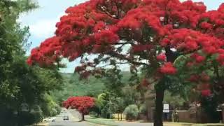 Flamboyant Trees in Pretoria, South Africa