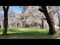 ２０２１年４月　長野県佐久市　長野牧場ふれあい広場の桜