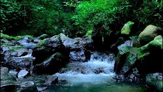 Amazing Gentle Melody of Nature River Forest, Water Sounds Perfect for Sleeping, Sounds Relaxing