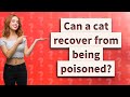 Can a cat recover from being poisoned?