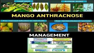 MANGO ANTHRACNOSE DISEASE