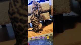 ベンガル仔猫　一人遊び　 #猫 #ねこのいる生活 #ベンガル #cats #猫動画 #cat #かわいい猫