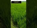 Eco Farming Lahan Subur Petani Makmur(Simak video2 rahasia Science of Sholat di Channel ini)