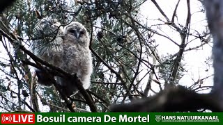 Last images Tawny Owl branchers 2021