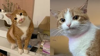 Try Not To Laugh 🤣 New Funny Cats And Dog Video 😹 - Just Cats Part 63