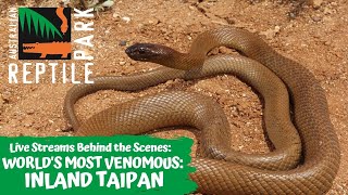 WORLDS MOST VENOMOUS SNAKE: INLAND TAIPAN | AUSTRALIAN REPTILE PARK