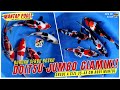 KOI DOITSU JUMBO SUPER JOS !! KOHAKU SHOWA SHIRO UTSURI GRADE A BODI MANTUL 100% ORIGINAL !!