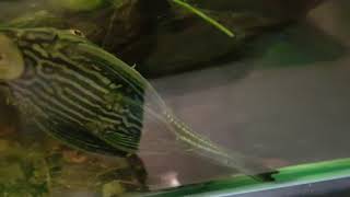 ROYAL PLECOSTOMUS catfish loricarlidae L27B