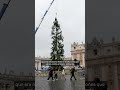 talan árbol de 200 años para el papa vaticano navidad shorts nmas