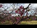 三分咲き！？桜　cherry blossoms