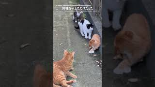 【トラ猫家族の子猫】餌場に突然現れた子猫のチビを見てボス猫の子ども三匹も珍客に戸惑い気味　♬音楽オリジナル曲