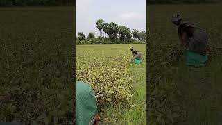 🌱நமது வயலில் மொத்த உளுந்து செடிகளை பறித்து முடிச்சாச்சு🌿#agriculture#vivasayam#farmer#shortsvideo