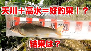 高水の天川で入れ掛かり！？【鮎釣り】