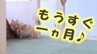 【もうすぐ一ヵ月】あっという間に大きく元気に成長したネザーちゃん